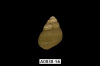 藏品(石田螺)的圖片